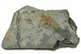 Ordovician Brittle Star (Ophiura) - Morocco #365264-1